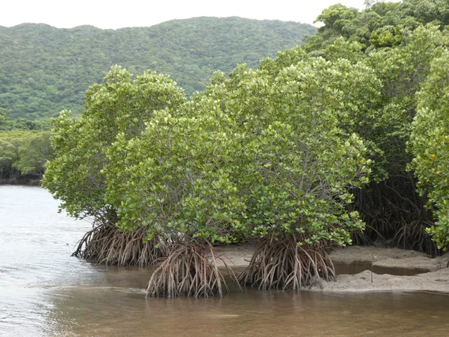 Hirugi Mangrove Community