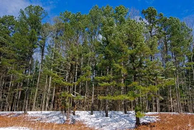 Hoosier National Forest