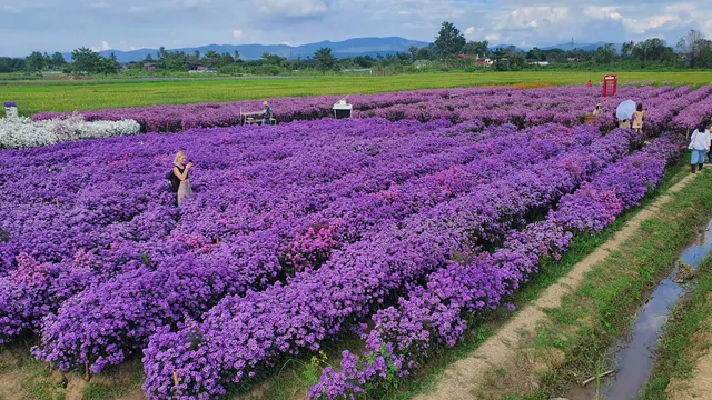 Aunty Nok Aeang Flower Farm