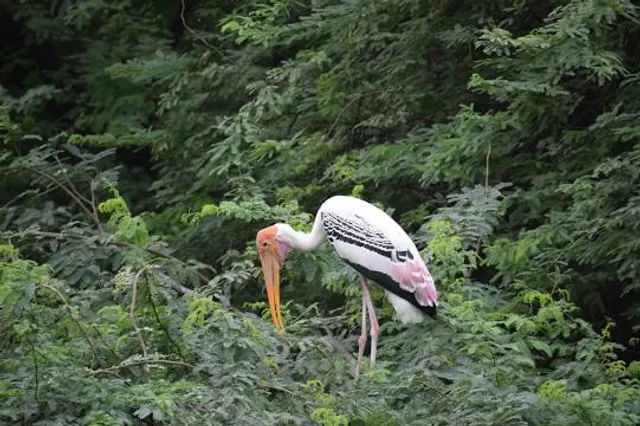 Yamuna Biodiversity Park