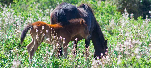 Civico Museo del Cavallino della Giara