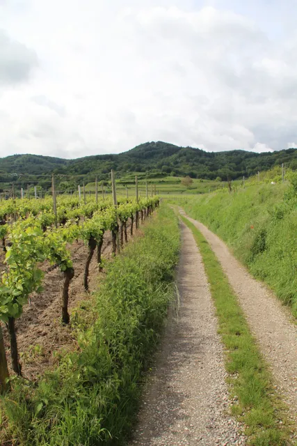 Wald am Katharinenberg