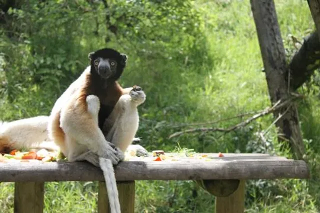 Belfast Zoo