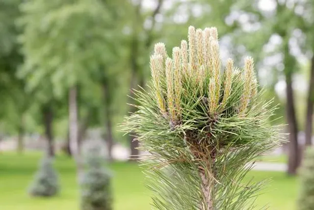 Kankakee County Museum