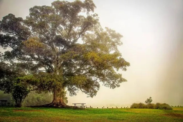Ravensbourne National Park