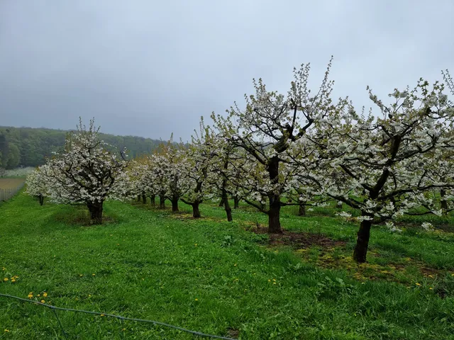 Pretzfelder Kirschenweg