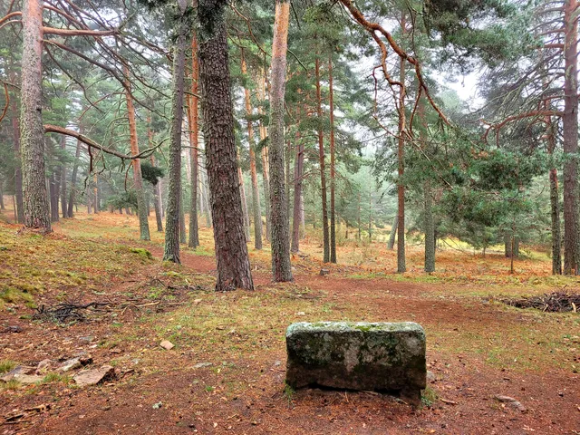 Senda del Pinar de Navarredonda