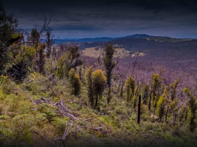 Burrowa - Pine Mountain National Park