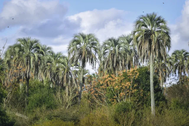 Parque Nacional El Palmar