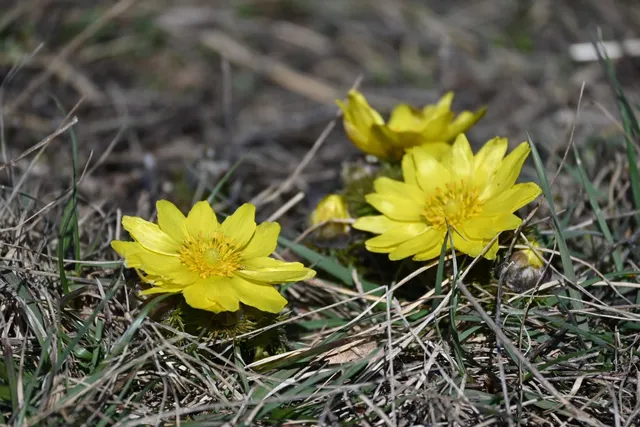 Le Sentier des Adonis