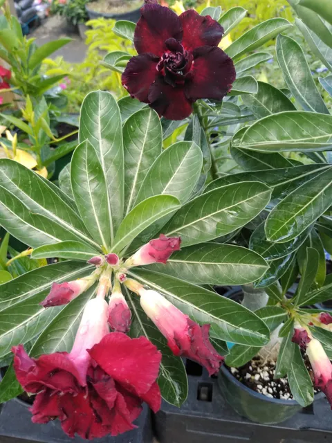 Jardín Esmeralda Agro-Boutique