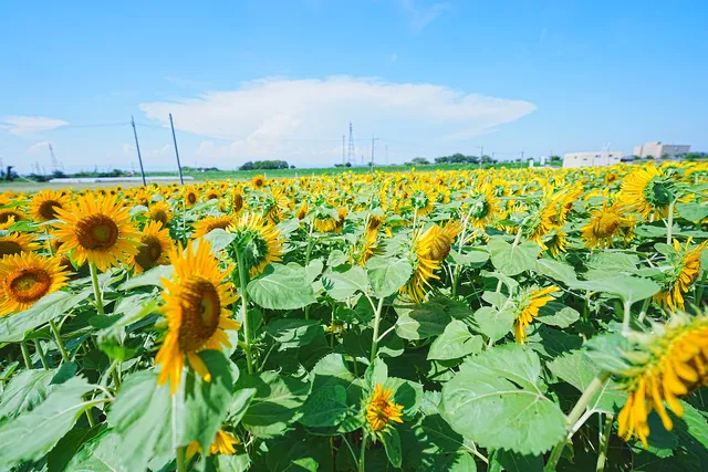 ひまわり畑（遠藤ファーム）