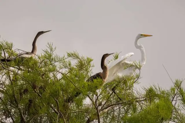 Miccosukee Indian Village