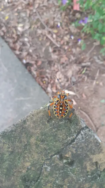 Estância de Pendotiba
