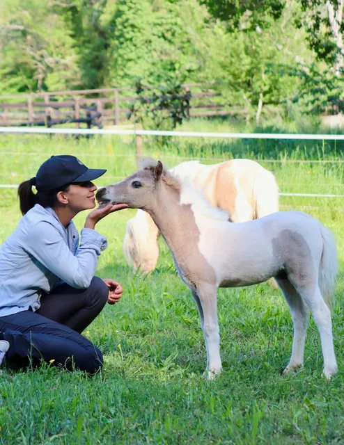 RHEA HORSES Chevaux Miniatures - Elevage, Vente - Hébergement