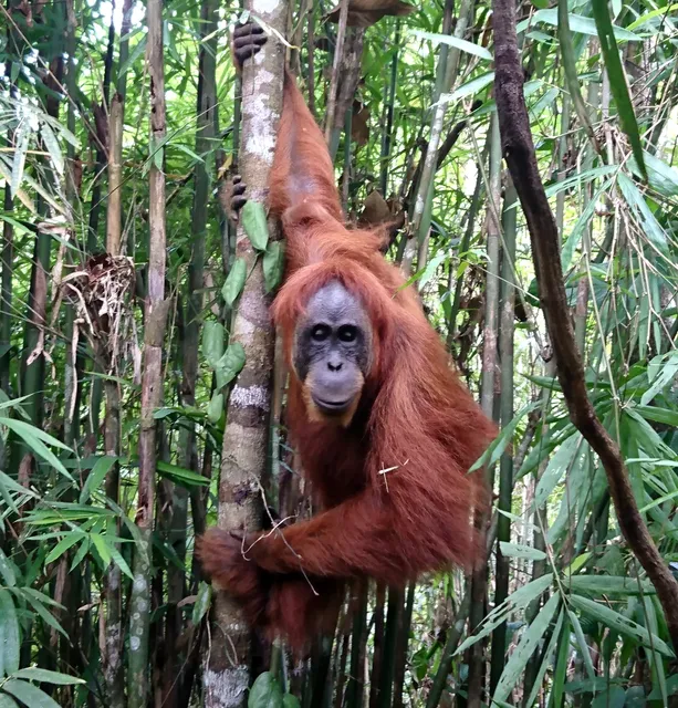 Trekking Orangutan Sumatra