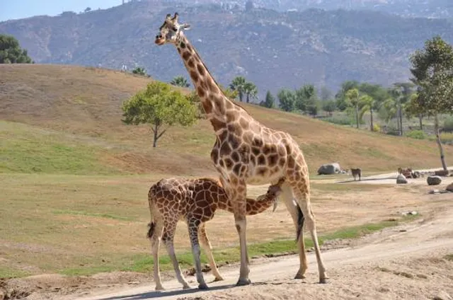 San Diego Zoo Safari Park
