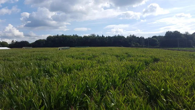 Tulleys Escape Rooms