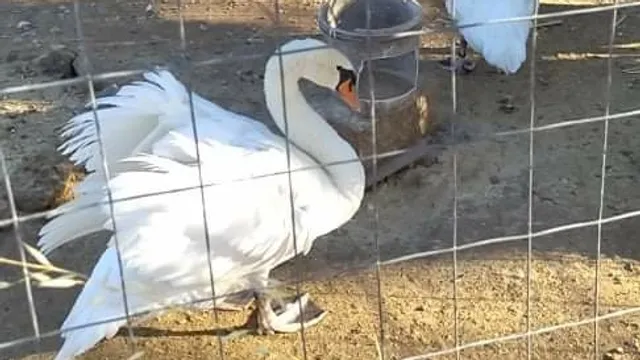 ZOO -Fattoria Rosario Carimi