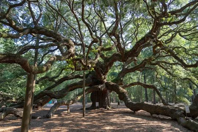 Angel Oak Park