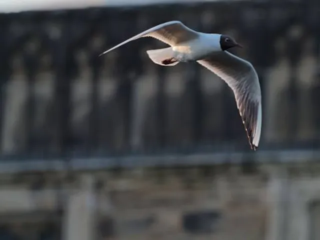 photo-3