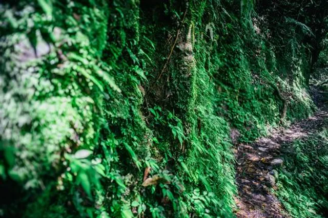 Shibushi Castle Ruins