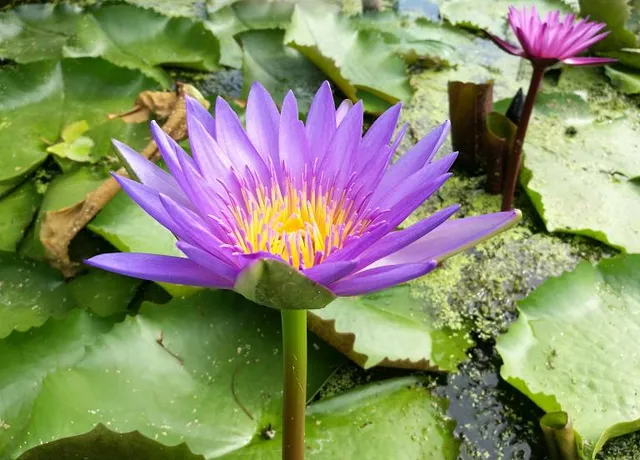 Red Lotus Floating Market