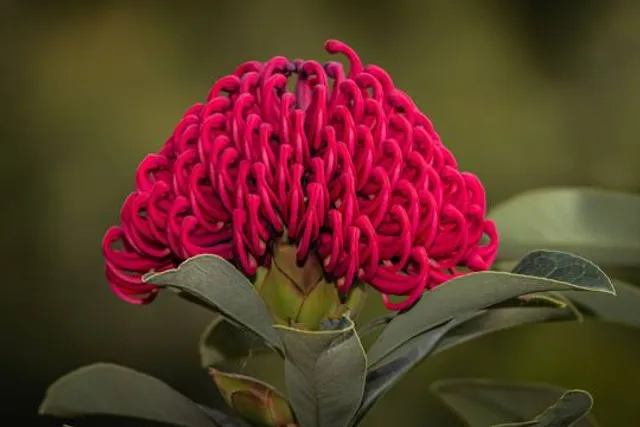 The Australian Botanic Garden Playground