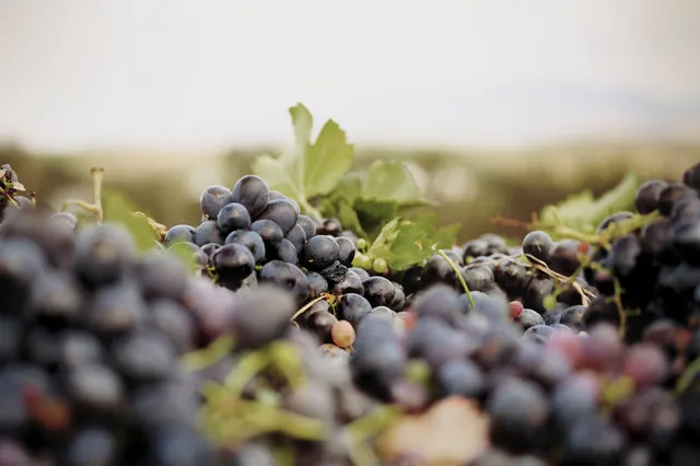 Rietvallei Wine Estate