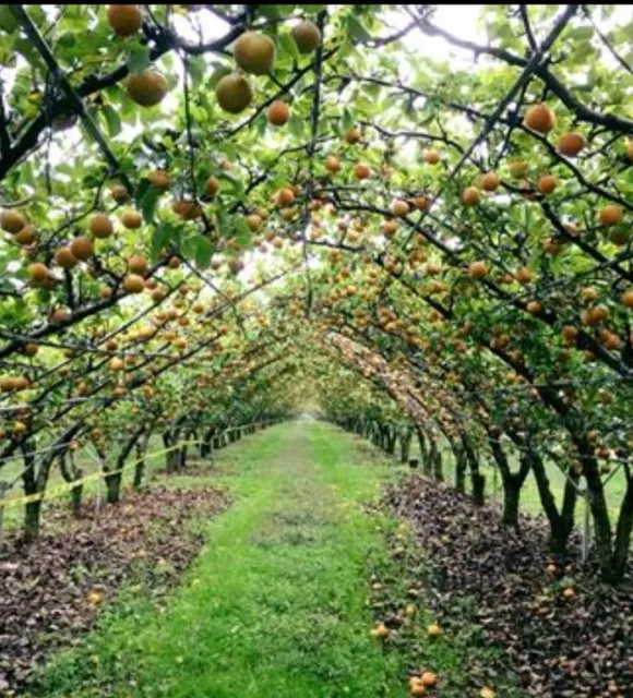 Evergreen Orchard Farm Store