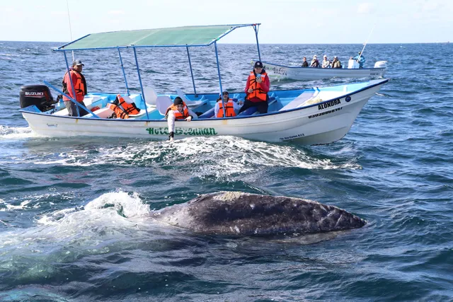 Friendly Whale Tours and Hotel Vista MagBay Mexico