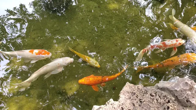 Zilker Botanical Garden Conservancy