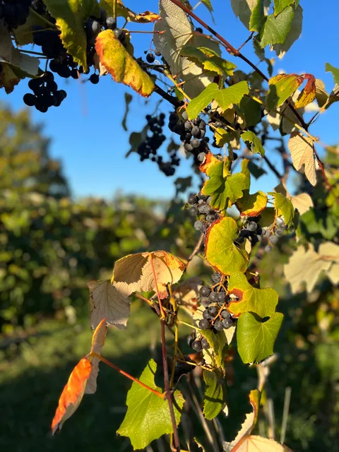 Mulln-Heim Vineyards