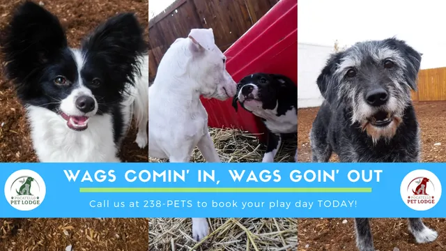 Pocatello Pet Lodge, Too