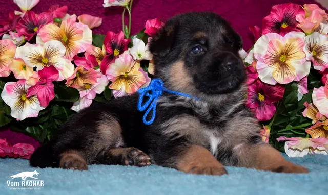 Vom Ragnar German Shepherds