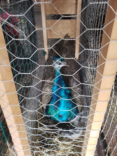 Graystone Small Animal Sale