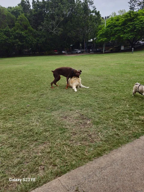 Paddington Dog Park