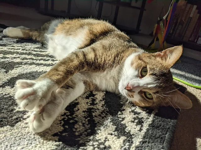 Friends of Michigan Animals Rescue