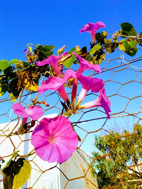 Antigo Zoológico Municipal