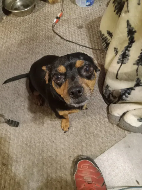 Savannah Pet Cemetery