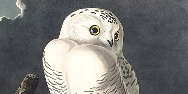 Joel Oppenheimer Inc