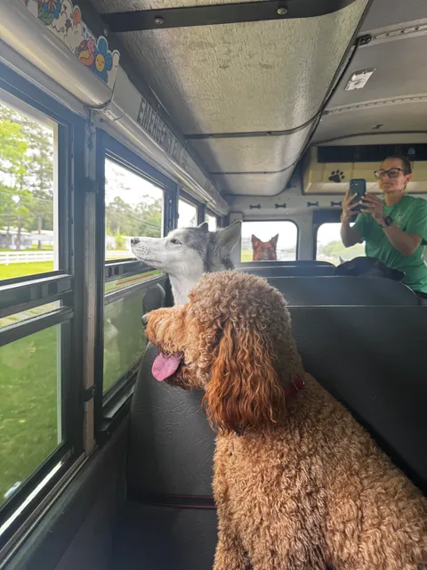 Wags and Whiskers of the Wiregrass