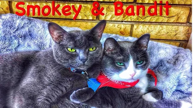 Dr. Dawn's Pet Stop LLC