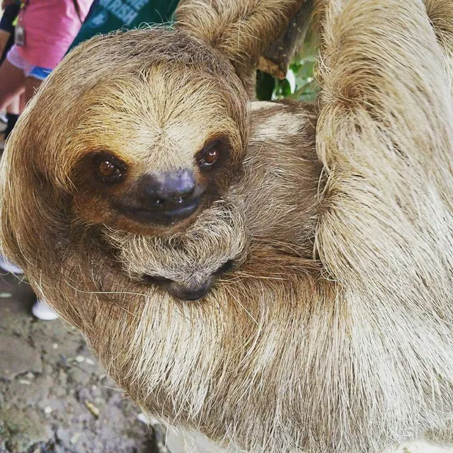 Real Deal Roatan Tours