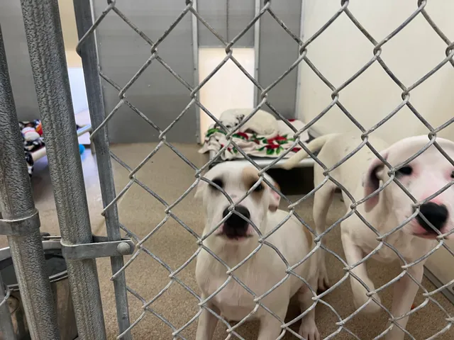 TAPS No-Kill Animal Shelter