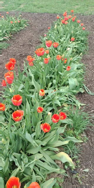 Tulip Lane