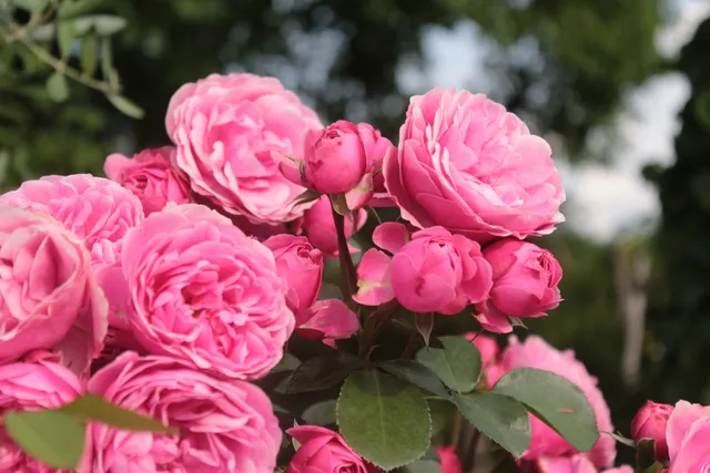 Krösshof RosenPension