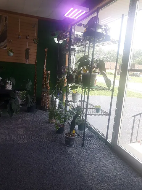 Exotic Roots Imported Houseplants