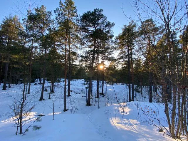 Länsi-Pasilan koira-aitaus