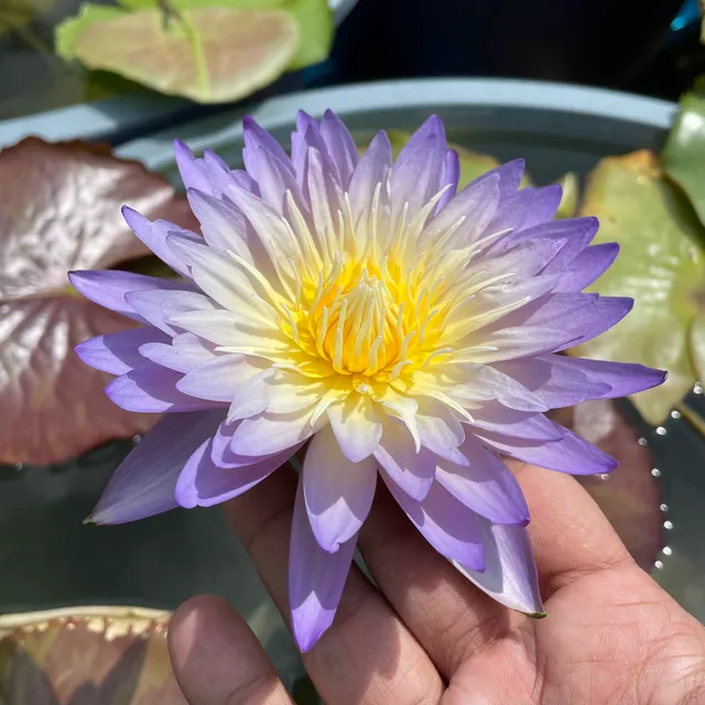 Sean Planters' Waterlily Lotus Garden 莲花